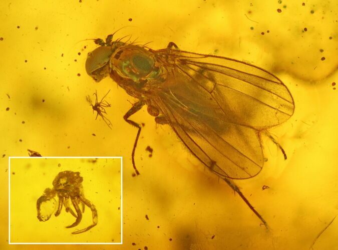 Fossil Fly (Diptera) and a Mite (Acari) in Baltic Amber #234460